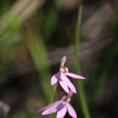 Caladenia carnea (Pink Fingers) at Mount Jerrabomberra QP - 16 Oct 2021 by cherylhodges