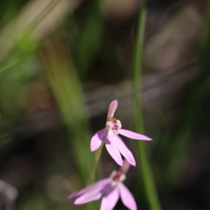 Caladenia carnea at Jerrabomberra, NSW - 16 Oct 2021