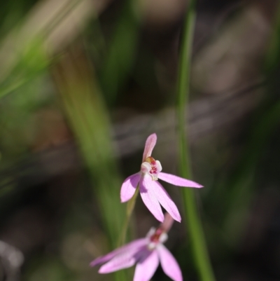 Caladenia carnea (Pink Fingers) at Jerrabomberra, NSW - 16 Oct 2021 by cherylhodges