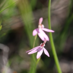 Caladenia carnea at Jerrabomberra, NSW - 16 Oct 2021