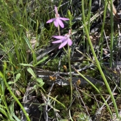 Caladenia carnea at Jerrabomberra, NSW - 16 Oct 2021