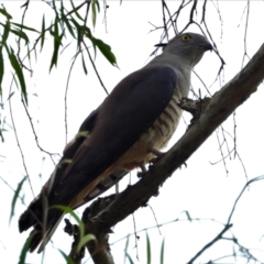 Aviceda subcristata (Pacific Baza) at Kelso, QLD - 10 Oct 2021 by TerryS