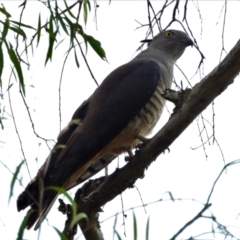 Aviceda subcristata (Pacific Baza) at Kelso, QLD - 9 Oct 2021 by TerryS