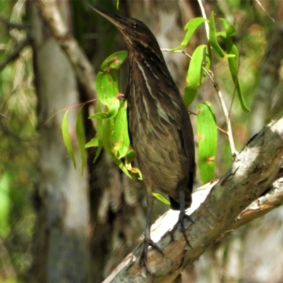 Ixobrychus flavicollis (Black Bittern) at Kelso, QLD - 29 Sep 2021 by TerryS