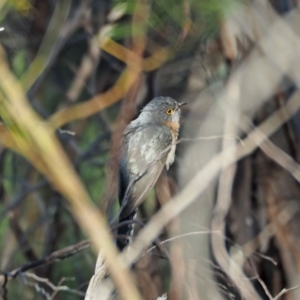 Cacomantis flabelliformis at Coree, ACT - 17 Oct 2021