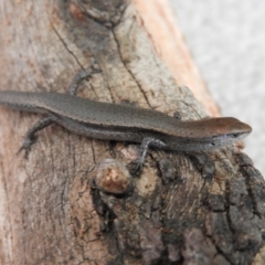 Lampropholis delicata at Kambah, ACT - 15 Oct 2021 02:14 PM