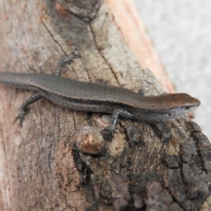 Lampropholis delicata at Kambah, ACT - 15 Oct 2021 02:14 PM