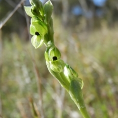 Hymenochilus bicolor (ACT) = Pterostylis bicolor (NSW) (Black-tip Greenhood) at Kambah, ACT - 16 Oct 2021 by MatthewFrawley