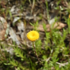 Leptorhynchos squamatus at Kambah, ACT - 16 Oct 2021