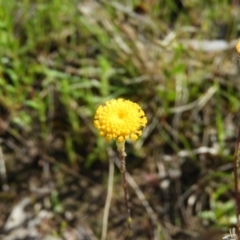 Leptorhynchos squamatus at Kambah, ACT - 16 Oct 2021