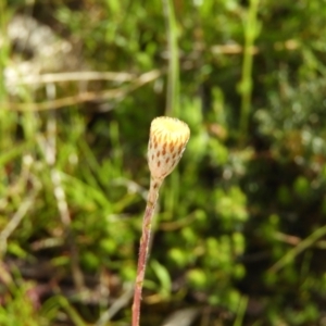 Leptorhynchos squamatus at Kambah, ACT - 16 Oct 2021