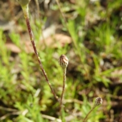 Leptorhynchos squamatus at Kambah, ACT - 16 Oct 2021