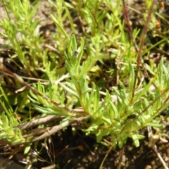 Leptorhynchos squamatus at Kambah, ACT - 16 Oct 2021