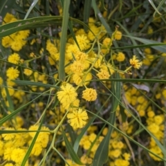 Acacia provincialis (Wirilda) at Albury, NSW - 15 Oct 2021 by Darcy