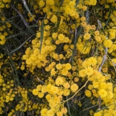 Acacia provincialis at Albury, NSW - 15 Oct 2021 12:16 PM