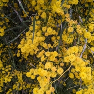 Acacia provincialis at Albury, NSW - 15 Oct 2021 12:16 PM