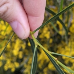 Acacia provincialis at Albury, NSW - 15 Oct 2021