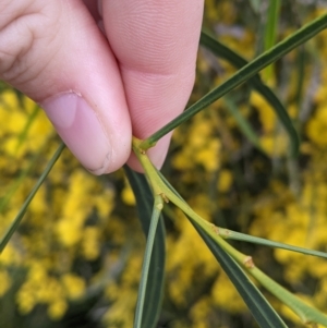 Acacia provincialis at Albury, NSW - 15 Oct 2021 12:16 PM