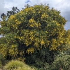 Acacia provincialis at Albury, NSW - 15 Oct 2021