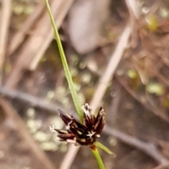 Schoenus apogon (Common Bog Sedge) at Cook, ACT - 15 Oct 2021 by drakes