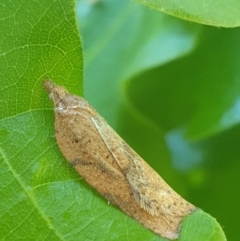 Constrictana group constrictana at Turner, ACT - 17 Oct 2021 by LD12
