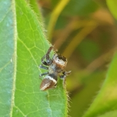 Opisthoncus sp. (genus) (Opisthoncus jumping spider) at Turner, ACT - 17 Oct 2021 by LD12