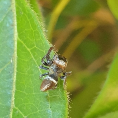 Opisthoncus sp. (genus) (Opisthoncus jumping spider) at Turner, ACT - 17 Oct 2021 by LD12