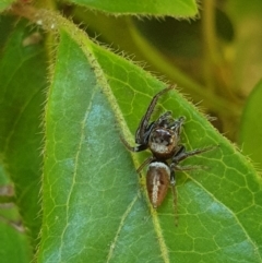 Opisthoncus sp. (genus) at Turner, ACT - 17 Oct 2021 12:11 PM