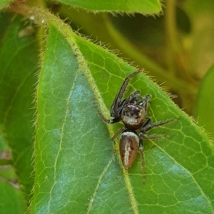 Opisthoncus sp. (genus) at Turner, ACT - 17 Oct 2021 12:11 PM