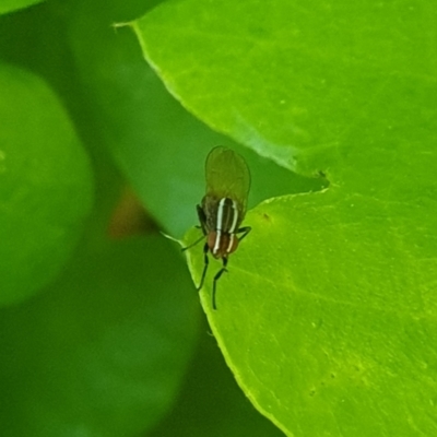 Poecilohetaerus sp. (genus) (Lauxaniid fly) at Turner, ACT - 16 Oct 2021 by LD12