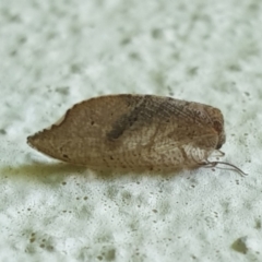 Unidentified Leafhopper & planthopper (Hemiptera, several families) (TBC) at Turner, ACT - 17 Oct 2021 by LD12