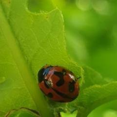 Coccinella transversalis (Transverse Ladybird) at Turner, ACT - 16 Oct 2021 by LD12