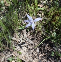 Glossodia major (Wax Lip Orchid) at Bruce Ridge to Gossan Hill - 17 Oct 2021 by Jenny54