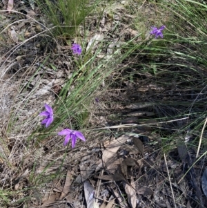 Glossodia major at Bruce, ACT - suppressed