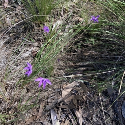 Glossodia major (Wax Lip Orchid) at Bruce, ACT - 17 Oct 2021 by Jenny54