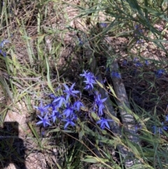 Stypandra glauca (Nodding Blue Lily) at Bruce, ACT - 17 Oct 2021 by Jenny54