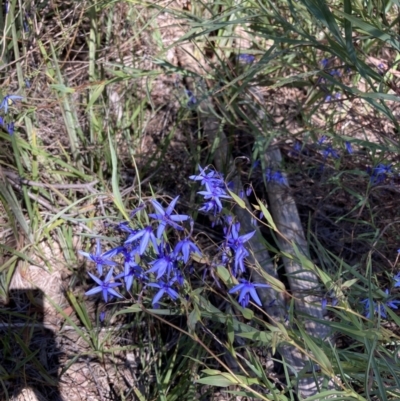 Stypandra glauca (Nodding Blue Lily) at Bruce, ACT - 16 Oct 2021 by Jenny54