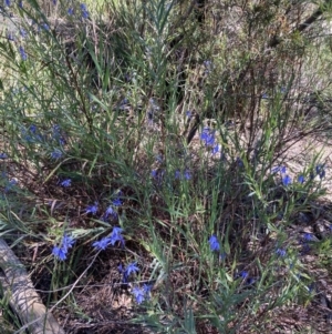 Stypandra glauca at Bruce, ACT - 17 Oct 2021