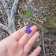 Wahlenbergia luteola (Yellowish Bluebell) at Karabar, NSW - 13 Oct 2021 by ElizaL