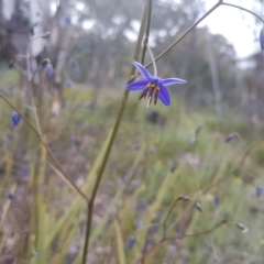 Dianella revoluta (Black-Anther Flax Lily) at Karabar, NSW - 13 Oct 2021 by ElizaL