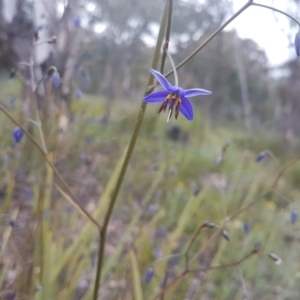 Dianella revoluta at Karabar, NSW - 13 Oct 2021