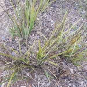 Dianella revoluta at Karabar, NSW - 13 Oct 2021