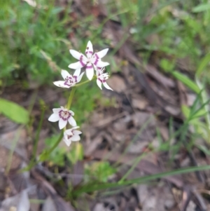 Wurmbea dioica subsp. dioica at Karabar, NSW - 13 Oct 2021