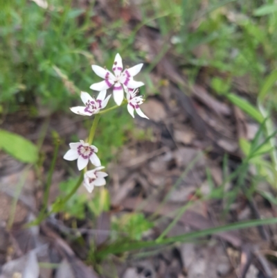 Wurmbea dioica subsp. dioica (Early Nancy) at Karabar, NSW - 13 Oct 2021 by ElizaL