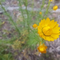 Xerochrysum viscosum (Sticky Everlasting) at Mount Jerrabomberra - 13 Oct 2021 by ElizaL