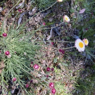 Leucochrysum albicans subsp. tricolor (Hoary Sunray) at Gossan Hill - 17 Oct 2021 by Jenny54