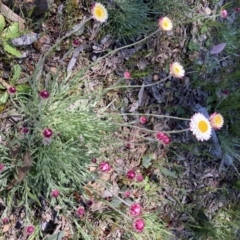 Leucochrysum albicans subsp. tricolor at Bruce, ACT - 17 Oct 2021 11:30 AM