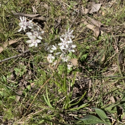 Wurmbea dioica subsp. dioica (Early Nancy) at Bruce Ridge to Gossan Hill - 17 Oct 2021 by Jenny54