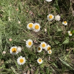 Leucochrysum albicans subsp. tricolor (Hoary Sunray) at Bruce Ridge to Gossan Hill - 17 Oct 2021 by Jenny54