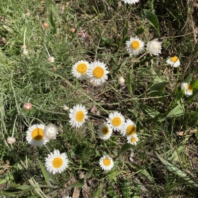 Leucochrysum albicans subsp. tricolor (Hoary Sunray) at Bruce Ridge to Gossan Hill - 17 Oct 2021 by Jenny54